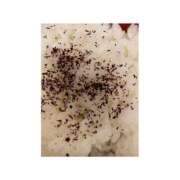 ヒメ日記 2025/06/22 17:58 投稿 りこ 東京エステコレクション 新橋・銀座