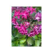 ヒメ日記 2025/06/27 21:54 投稿 りこ 東京エステコレクション 新橋・銀座