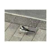 りこ 鳥 東京エステコレクション 新橋・銀座