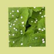 ヒメ日記 2026/04/10 19:57 投稿 りこ 東京エステコレクション 新橋・銀座