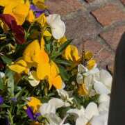 ヒメ日記 2025/04/14 15:18 投稿 せいら 川崎・東横人妻城