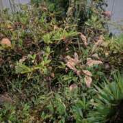 ヒメ日記 2025/06/30 22:48 投稿 せいら 川崎・東横人妻城