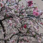 せいら こんばんは 川崎・東横人妻城