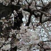 ヒメ日記 2026/04/03 00:37 投稿 せいら 川崎・東横人妻城