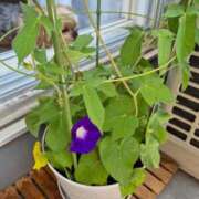 ヒメ日記 2025/07/13 01:29 投稿 秋月　かえで PLATINA R-30（すすきの）