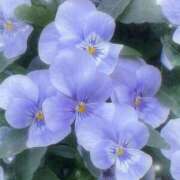 ヒメ日記 2025/04/10 17:42 投稿 あゆ 那須塩原人妻花壇