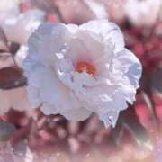 ヒメ日記 2025/04/11 14:06 投稿 あゆ 那須塩原人妻花壇