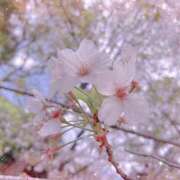 ヒメ日記 2025/04/13 20:36 投稿 あゆ 那須塩原人妻花壇