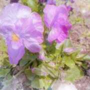 ヒメ日記 2025/04/23 15:03 投稿 あゆ 那須塩原人妻花壇