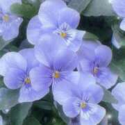 ヒメ日記 2025/05/04 14:18 投稿 あゆ 那須塩原人妻花壇