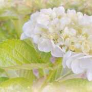 ヒメ日記 2025/05/05 11:51 投稿 あゆ 那須塩原人妻花壇