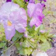 ヒメ日記 2025/06/05 13:51 投稿 あゆ 那須塩原人妻花壇