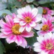 ヒメ日記 2025/06/27 16:45 投稿 あゆ 那須塩原人妻花壇