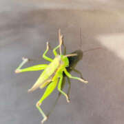 ヒメ日記 2025/10/11 19:00 投稿 高島祐希 TSUBAKI（水戸）