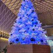 ヒメ日記 2025/12/24 10:48 投稿 高島祐希 TSUBAKI（水戸）