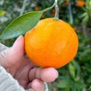 ヒメ日記 2025/01/25 19:18 投稿 ゆきな 京都BOOK MARK（ブックマーク）