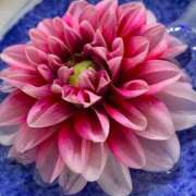 ヒメ日記 2025/01/18 22:56 投稿 けい 待ちナビ