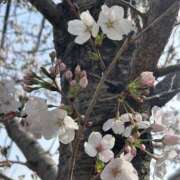 ヒメ日記 2025/03/30 09:01 投稿 ほとり ふぞろいの人妻たち