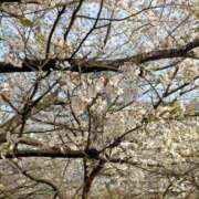 ヒメ日記 2025/04/05 21:14 投稿 りの 熟女の風俗最終章 池袋店