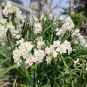 ヒメ日記 2025/03/27 17:45 投稿 伊藤 もも こあくまな熟女たち 上野・御徒町店 (KOAKUMAグループ)