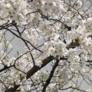 ヒメ日記 2025/04/07 08:50 投稿 伊藤 もも こあくまな熟女たち 上野・御徒町店 (KOAKUMAグループ)