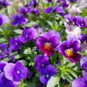 ヒメ日記 2025/04/25 11:37 投稿 伊藤 もも こあくまな熟女たち 上野・御徒町店 (KOAKUMAグループ)