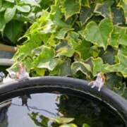 ヒメ日記 2025/05/11 12:53 投稿 伊藤 もも こあくまな熟女たち 上野・御徒町店 (KOAKUMAグループ)