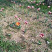 ヒメ日記 2026/04/19 21:07 投稿 保坂 人妻風俗チャンネル