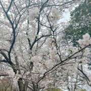 ヒメ日記 2025/04/12 17:40 投稿 ♡ひかり♡ 梅田ムチぽよ女学院