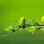 ヒメ日記 2025/05/08 07:13 投稿 杉並 まりえ神アイドル7万回再生 ファーストクラス ルビー