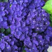 ヒメ日記 2025/05/18 14:43 投稿 小高 ひまり完全に可愛い美少女 ファーストクラス ルビー