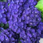 ヒメ日記 2025/05/19 09:43 投稿 小高 ひまり完全に可愛い美少女 ファーストクラス ルビー