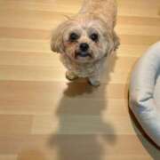 大柴 るう　★★★ 出勤した ファーストクラス ルビー