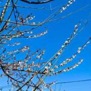 ヒメ日記 2025/03/22 10:53 投稿 篠塚(しのづか) 人妻出逢い会 百合の園 山の手本店