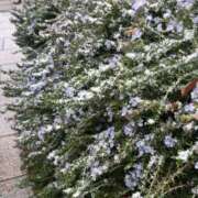 ヒメ日記 2026/02/09 09:32 投稿 りょう 梅田アバンチュール