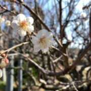 ヒメ日記 2026/01/19 09:10 投稿 あやか 奥鉄オクテツ大阪