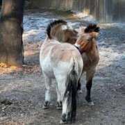 ヒメ日記 2026/01/12 14:01 投稿 れいか ニューグランド