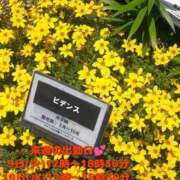 ヒメ日記 2025/09/04 21:33 投稿 こはく 新横浜ちゃんこ