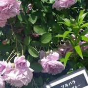 ヒメ日記 2025/09/29 17:27 投稿 こはく 新横浜ちゃんこ