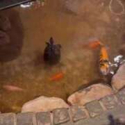 ヒメ日記 2025/12/10 23:47 投稿 まな Charme（シャルム）