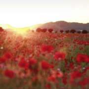 ヒメ日記 2025/06/07 12:56 投稿 Saku(さく） AMATERAS(アマテラス)(福山)