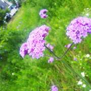 ヒメ日記 2025/06/07 13:03 投稿 Saku(さく） AMATERAS(アマテラス)(福山)