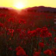 ヒメ日記 2025/06/15 18:44 投稿 Saku(さく） AMATERAS(アマテラス)(福山)