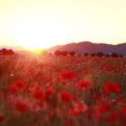 ヒメ日記 2025/06/15 23:25 投稿 Saku(さく） AMATERAS(アマテラス)(福山)