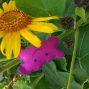 ヒメ日記 2025/08/28 18:21 投稿 Saku(さく） AMATERAS(アマテラス)(福山)