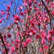 ヒメ日記 2025/03/22 20:09 投稿 のあ 多治見・土岐・春日井ちゃんこ