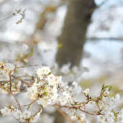 ヒメ日記 2025/04/05 09:22 投稿 沙羅 BAD COMPANY（バッドカンパニー）