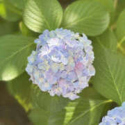 ヒメ日記 2025/06/20 09:00 投稿 沙羅 BAD COMPANY（バッドカンパニー）