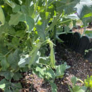 ヒメ日記 2025/07/01 19:23 投稿 りく バッドカンパニー土浦店