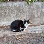 りく 次回の出勤は来月⋆⸜(* ॑꒳ ॑* )⸝ バッドカンパニー土浦店